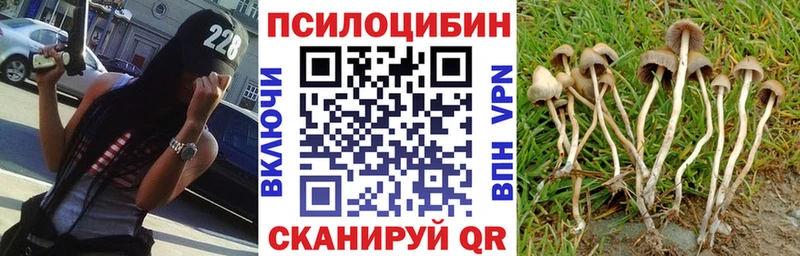 Купить закладки  Щигры  Галлюциногенные грибы Cubensis 